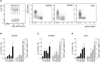 Interleukin-17 producing cells in swine induced by microbiota during the early postnatal period - a brief research report